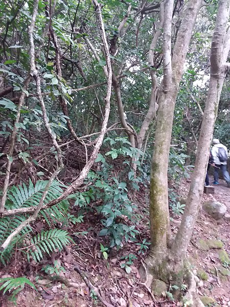 File:HK 西貢 Sai Kung District hiking Ma On Shan Country Park Pak Sha Wan Sam Sing Wan Pak Ma Tsui February 2021 SSG 01.jpg