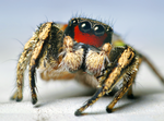 Miniatura para Habronattus coecatus