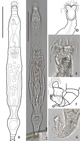 Habrotrocha serpens