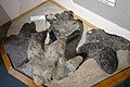 Variety of large hadrosaur tracks from coal mines, Carbon County, Utah. Prehistoric Museum, Price, Utah.