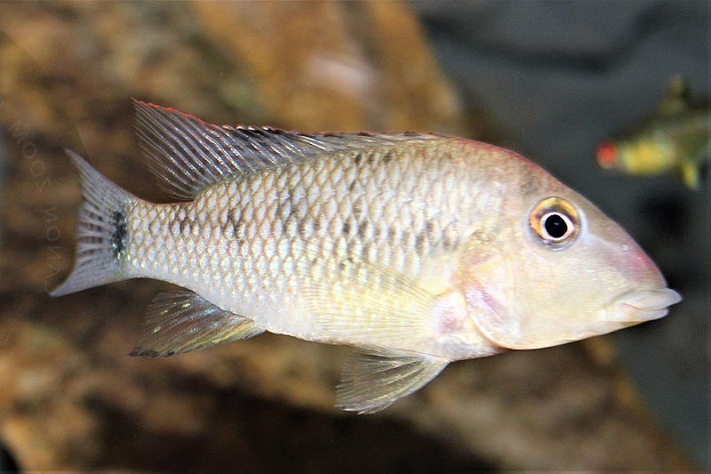 File:Hal - Herichthys cyanoguttatus - 1.jpg