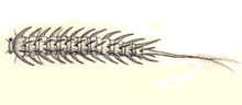 Haliplus fulvus larva.png
