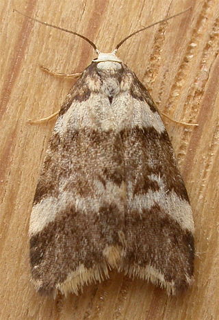 <i>Halone sejuncta</i> Species of moth