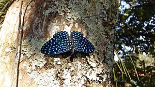 <i>Hamadryas arete</i> Species of butterfly