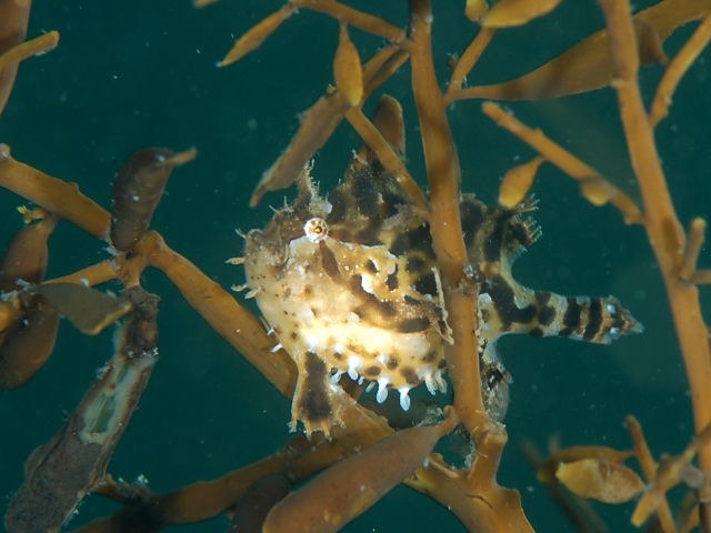 Sargassum fish (Histrio histrio)