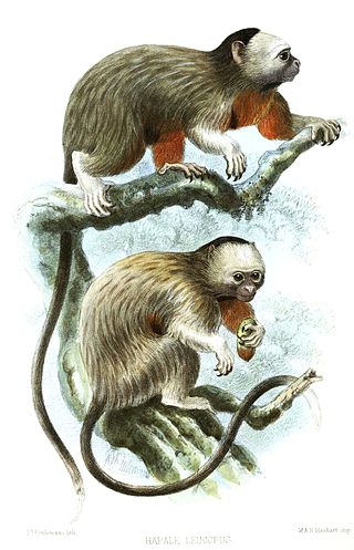 <span class="mw-page-title-main">White-footed tamarin</span> Species of New World monkey