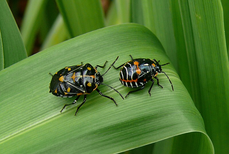 File:Harlequin Bug adult and nymph.jpg