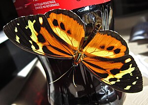 Harmonia Tigerwing (6954700638).jpg