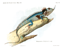 Harpesaurus modiglianii – Baliani, tahun 1933.png