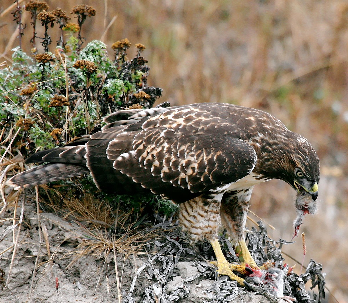 https://upload.wikimedia.org/wikipedia/commons/thumb/7/7c/Hawk_eating_prey.jpg/1200px-Hawk_eating_prey.jpg