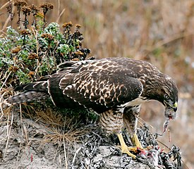 A hawk devours its prey - predation is one cause of death.