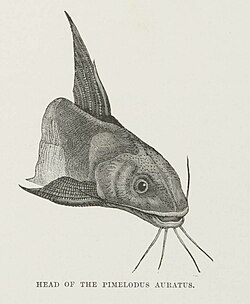 Pimelodus