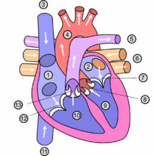 Meaning of Cuore by Ico e i casi umani