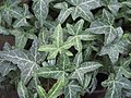 Hedera helix 'Crochet'