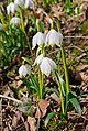 * Nomination Spring snowflake (Leucojum vernum) in Heiligenberg, Germany --DKrieger 20:17, 14 November 2012 (UTC) * Promotion  Comment Below minimum size requirement(2 mp) --Rjcastillo 20:50, 14 November 2012 (UTC) Oops, sorry, that was the version for my calendar, now it is the original image --DKrieger 20:59, 14 November 2012 (UTC) Good quality. --King of Hearts 22:26, 14 November 2012 (UTC)