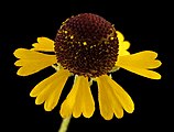 Helenium flexuosum flower close up