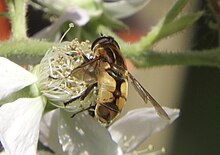Helophilus hybridus Hoverfly showing abdomen Helophilus hybridus 3.jpg