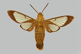 <i>Hemaris venata</i> Species of moth