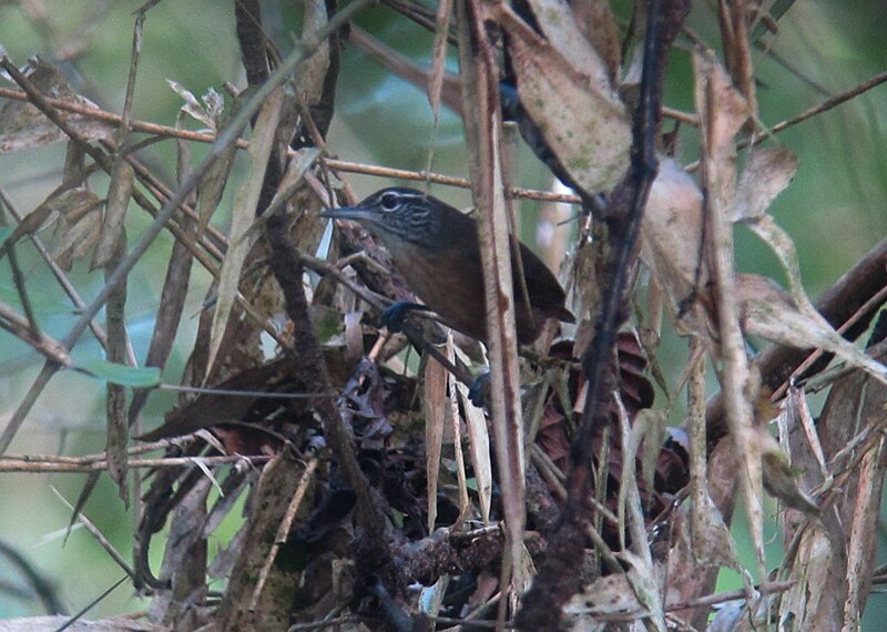 File:Henicorhina leucostica White-Breasted Wood-Wren (18617962172).jpg