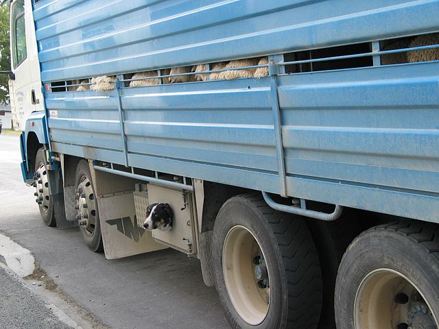 Sheepdog transported with livestock in Fairlie, New Zealand