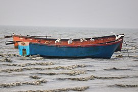 Herons on a small boat in guliakhali sea beach 19-01-2019.jpg