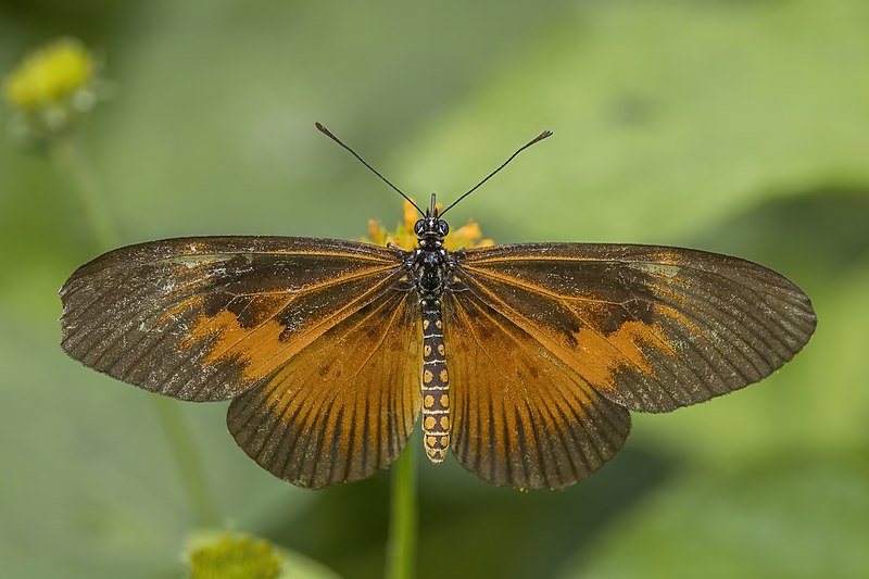 File:Hewitson’s acraea (Acraea alciope) female 2.jpg