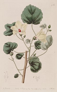 Hibiscus ficulneoides Bot. Reg. 11. 938. 1825..jpg