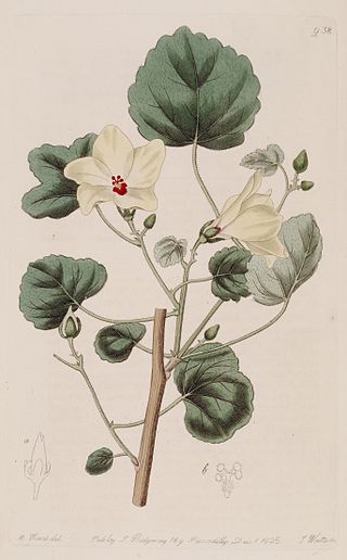 <i>Abelmoschus hostilis</i> Species of flowering plant