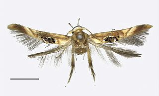 <i>Hieromantis puerensis</i> Species of moth