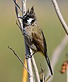 HimalayanBulbul.JPG