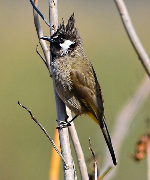 File:HimalayanBulbul.JPG