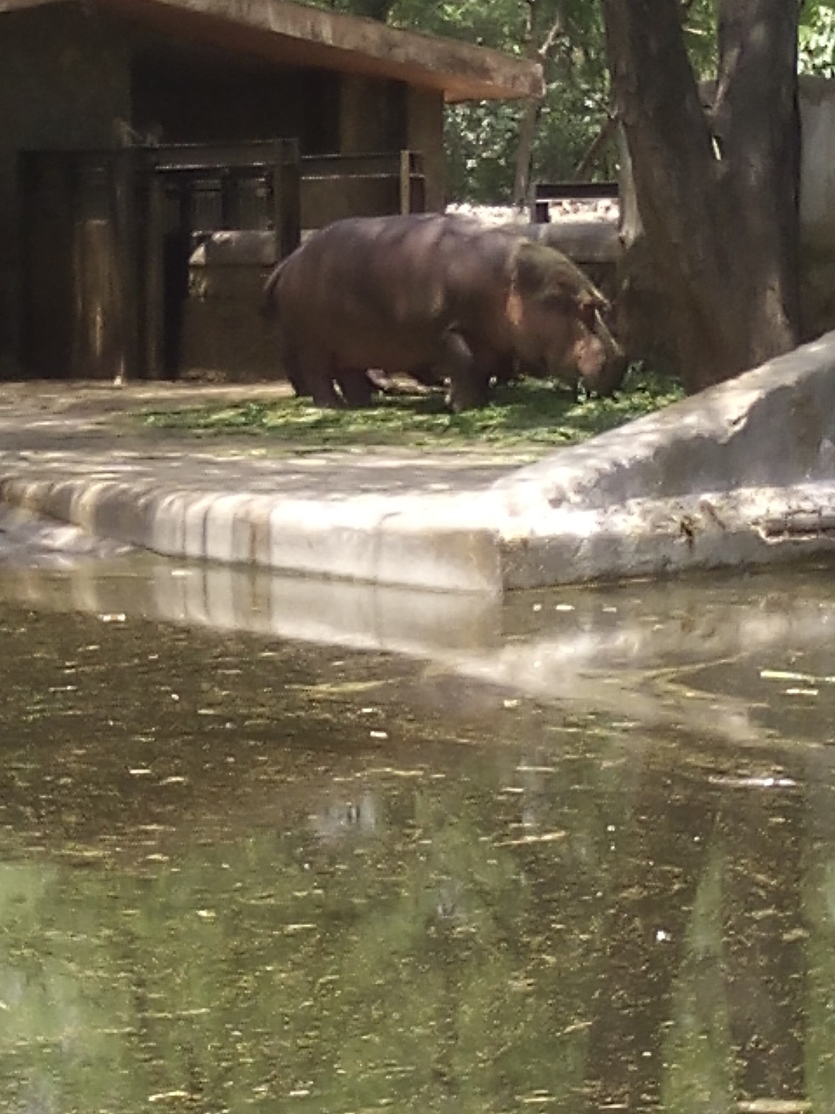 https://upload.wikimedia.org/wikipedia/commons/thumb/7/7c/Hippopotamus%2C_National_Zoological_Park.jpg/1200px-Hippopotamus%2C_National_Zoological_Park.jpg