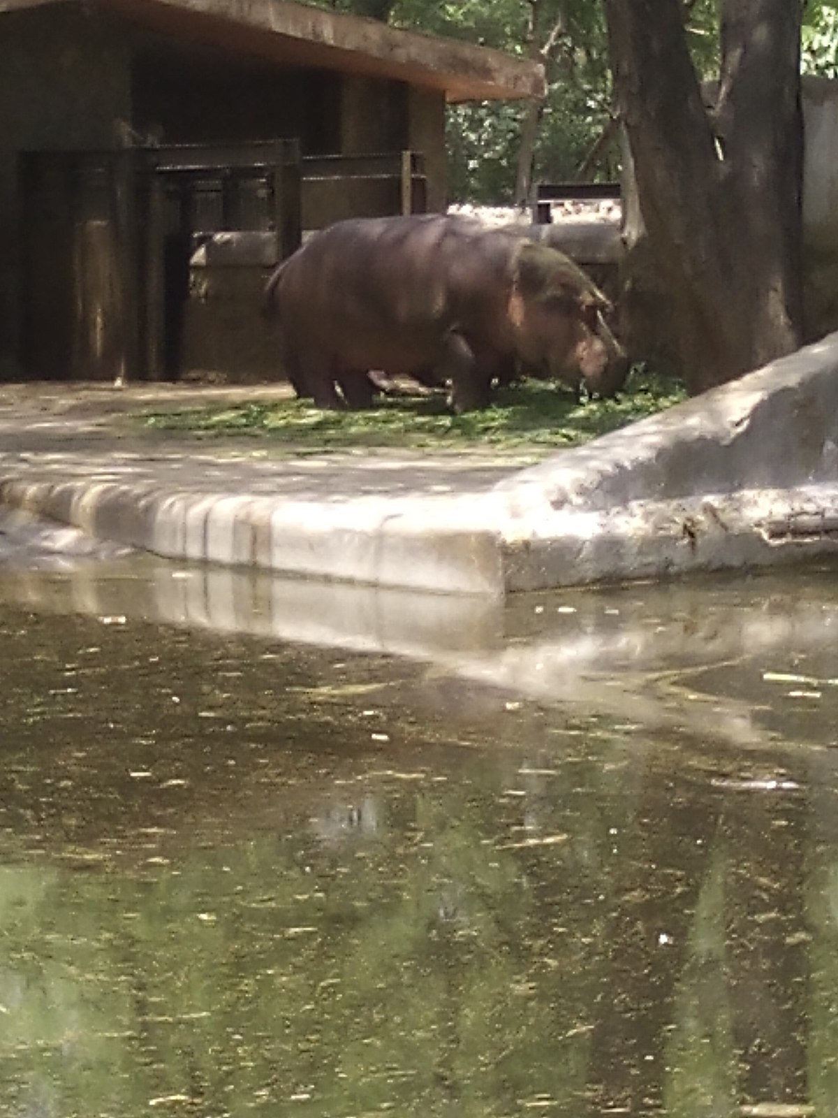 File:Capture of a hippopotamus, Stanley Pool.jpg - Wikimedia Commons