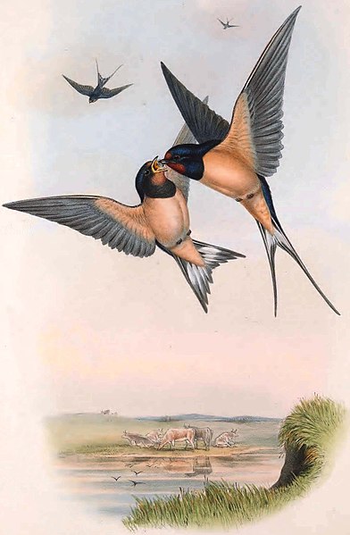 File:Hirundo rustica. Dresser. The birds of Great Britain.jpg