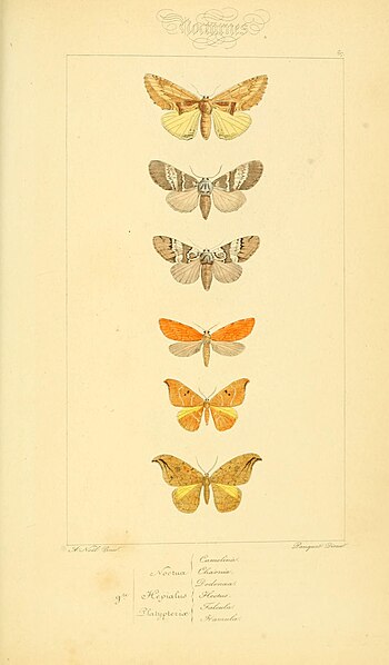 File:Histoire naturelle des lépidoptères d'Europe (Plate 67) (6053866496).jpg