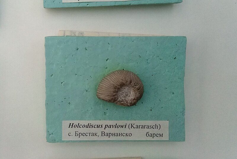 File:Holcodiscus pavlowi (Karakasch), Barremian, Brestak (Coll. St. Breskovski) at Sofia University 'St. Kliment Ohridski' Museum of Paleontology and Historical Geology.jpg