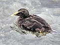 Immature male; Obersee, Switzerland