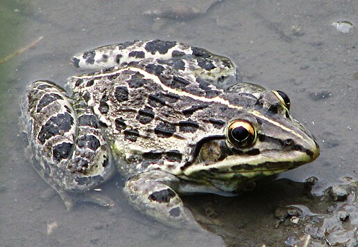 Тигровая лягушка. Hoplobatrachus tigerinus. Индийская тигровая лягушка. Тигровая лягушка бык.