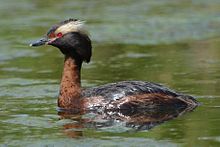 Horned grebe (2) - (Podiceps auritus) .JPG