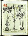 Hortus Eystettensis, Vorzeichnungen (MS 2370 2952685) -Aestiva,3,10.jpg