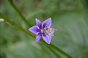 A Hosta ventricosa.JPG kép leírása.