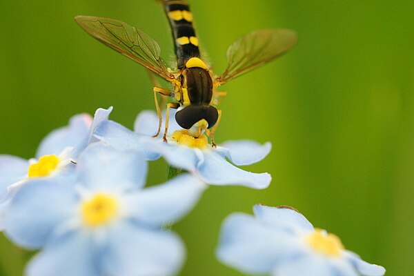 Hover fly (Sphaerophoria scripta) feeding on a Myosotis flower