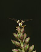 Female Sphaerophoria scripta (Syrphidae)