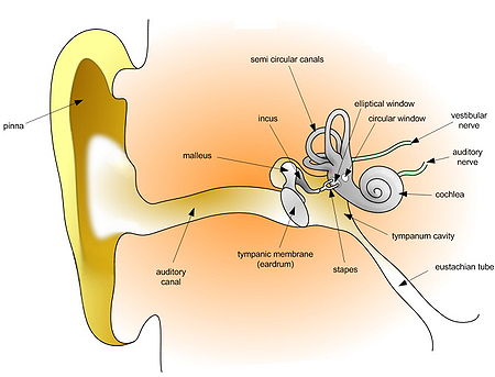 Fail:HumanEar.jpg