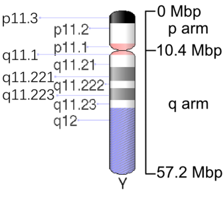 File:Human chromosome Y - 550 bphs.png