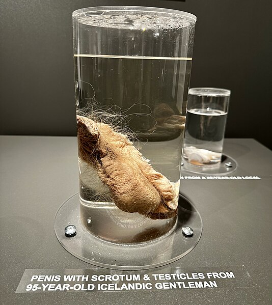 File:Human penis donation - Icelandic Phallological Museum.jpg