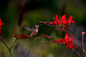 Trochilidae: Noms désignant les représentants de la famille, Description, Métabolisme et génétique