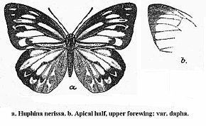 Resmin açıklaması Huphina nerissa.jpg.