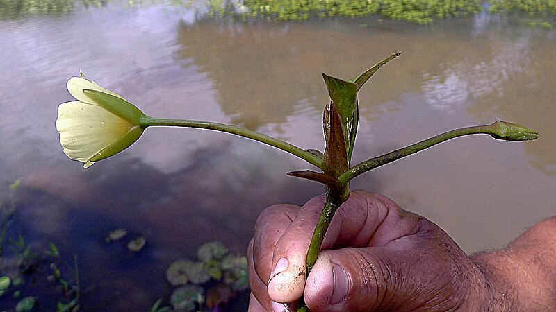 File:Hydrocleys nymphoides (Humb. & Bonpl. ex Willd.) Buchenau (8614419058).jpg