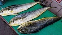 Mahi-mahi - Wikipedia